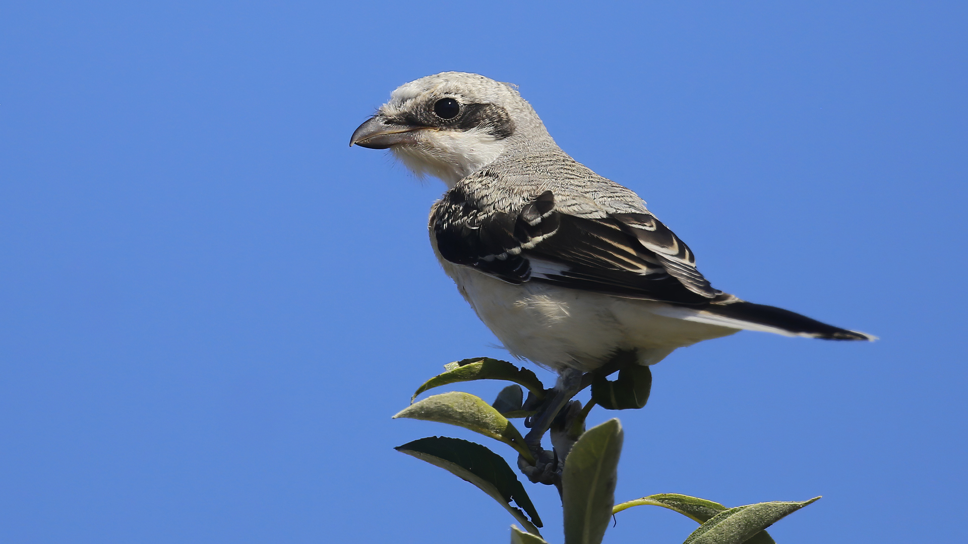 Lesser Gray Shrike